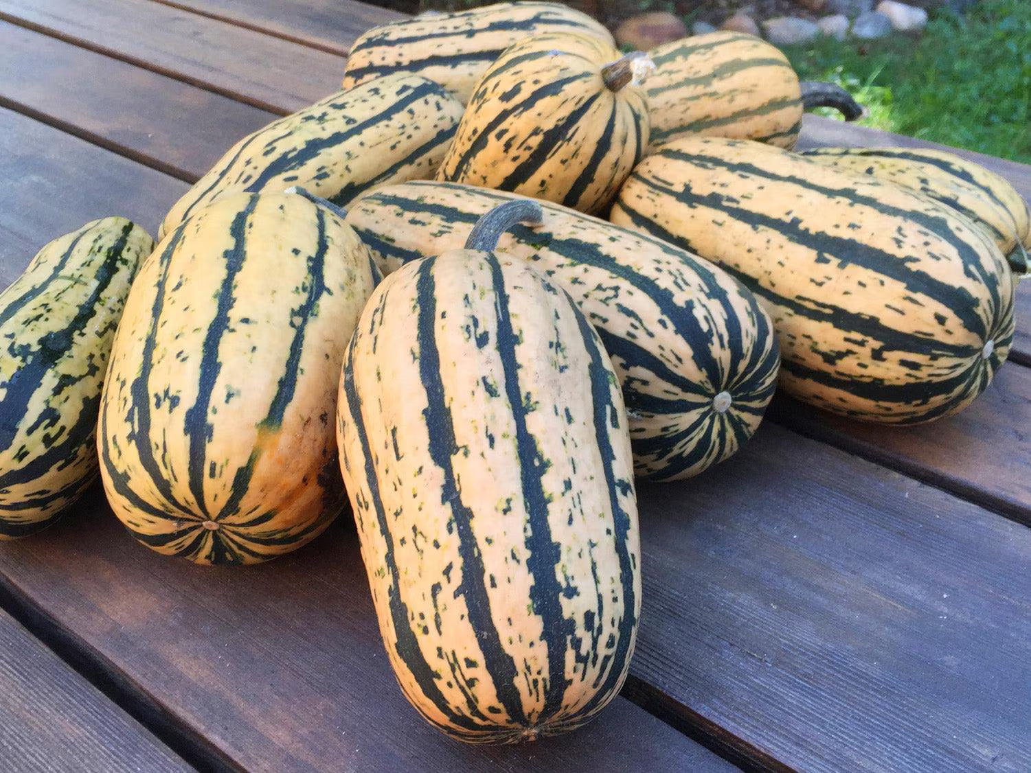 Candystick Delicata Winter Squash: Sweetest Organic Dessert Squash