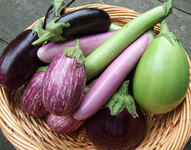 Organic EGGPLANT MIXER Variety Pack Italian Asian Rare Heirloom Non Gmo Seeds