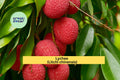 Emperor Lychee Live Plant | Litchi chinensis Starter Tree | Tropical Fruit Plant for Outdoor Growing or Container Gardening