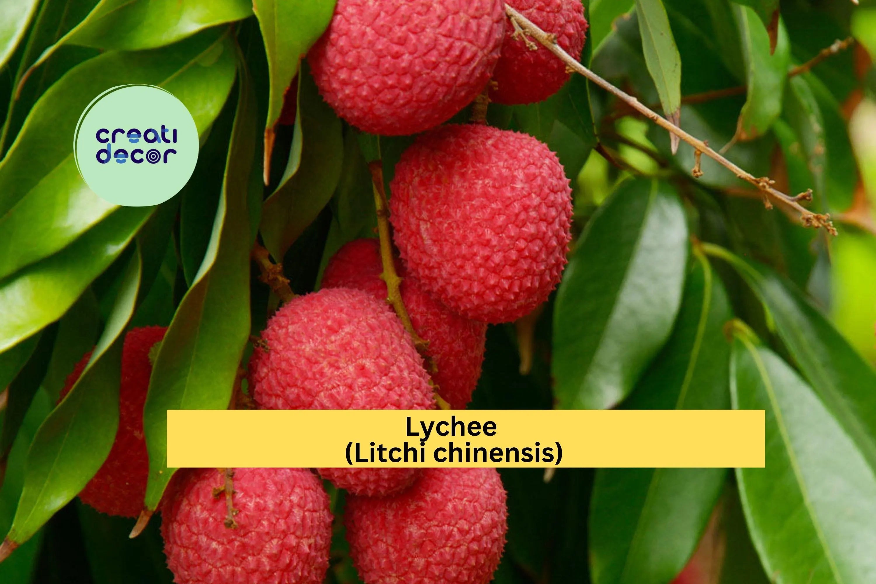Emperor Lychee Live Plant | Litchi chinensis Starter Tree | Tropical Fruit Plant for Outdoor Growing or Container Gardening