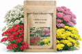 loseedsoo 12000+ Mixed Yarrow Seeds for Planting – Achillea Millefolium Flower Seed Mix, Perennial Wildflower Seeds, Pollinator Friendly, 2 g