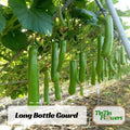 10 Seeds| Long Bottle Gourd Seeds – Lagenaria Siceraria – Organic Vegetable Seeds for Edible, Easy Grow Climbing Vine, High Yield #New 5-6