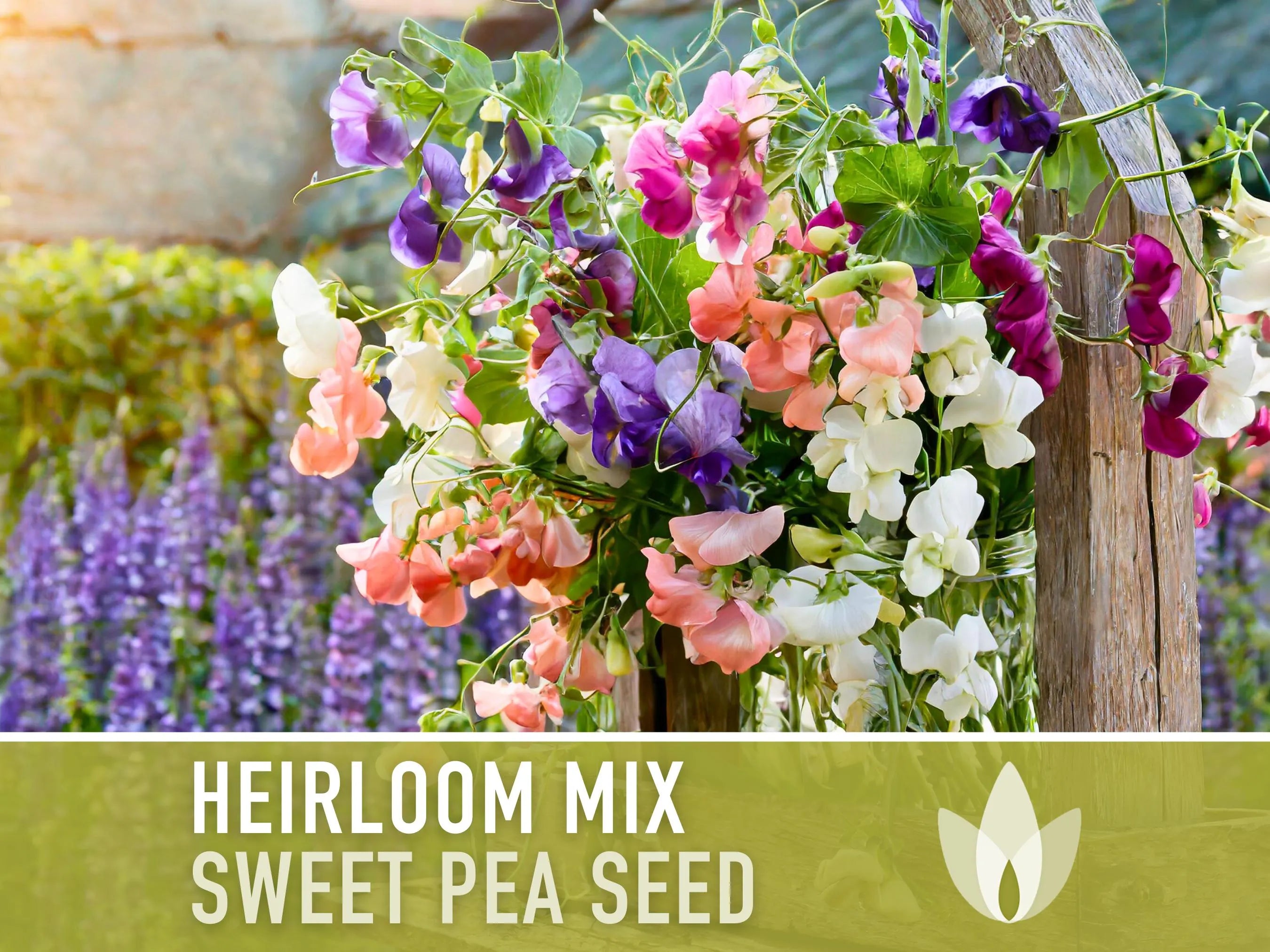 Sweet Pea, Heirloom Seed Mix - 25 Seeds - Heirloom Flower Seeds, Cottage Garden, Container Garden, Cut Flowers, Lathyrus Odoratus, Non-GMO