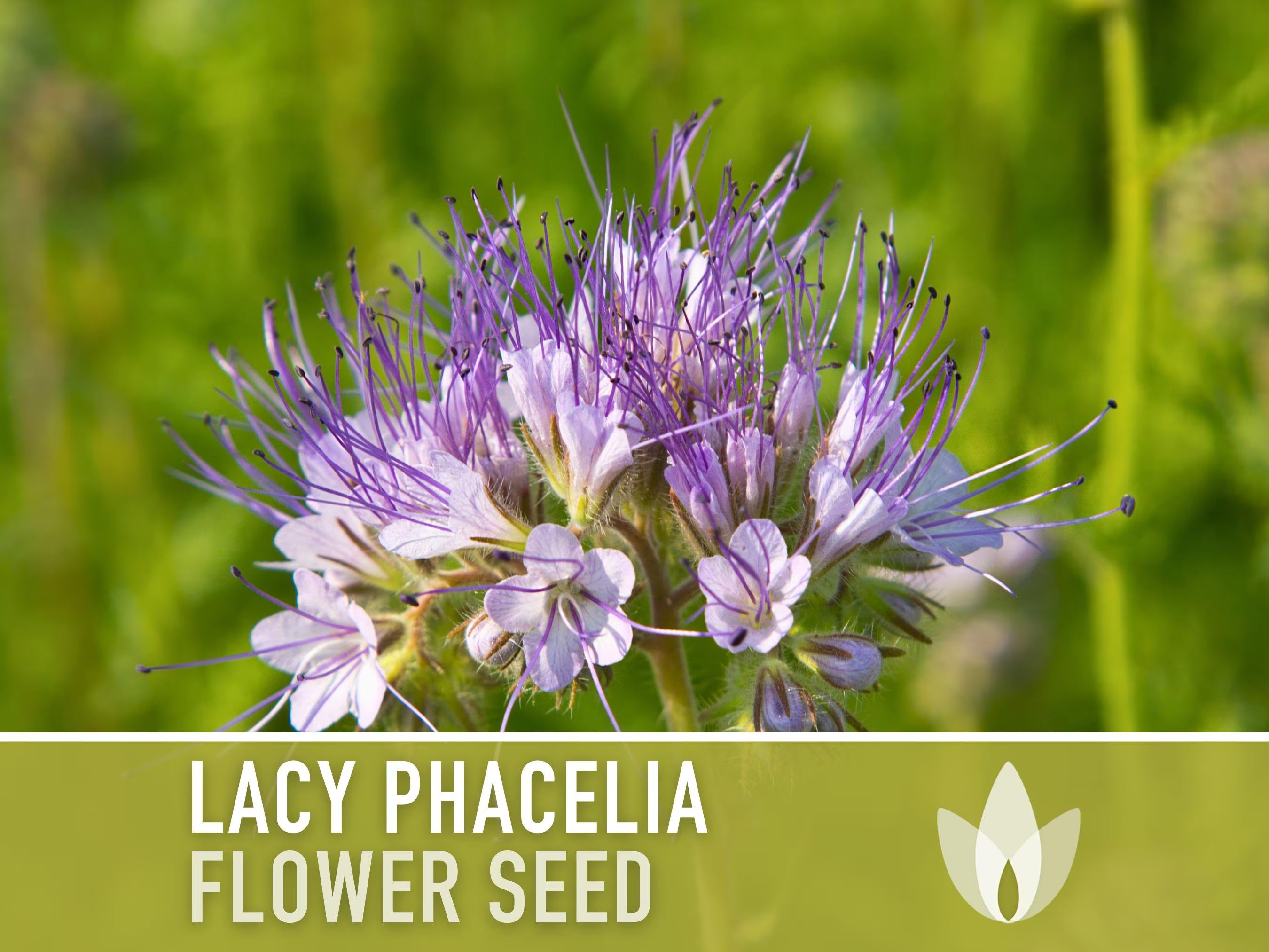 Lacy Phacelia Flower Seeds - Heirloom Seeds, Fiddleneck, Purple Tansy, Bee Forage, Pollinator Garden, Soil Regen, Cover Crop, Non-GMO