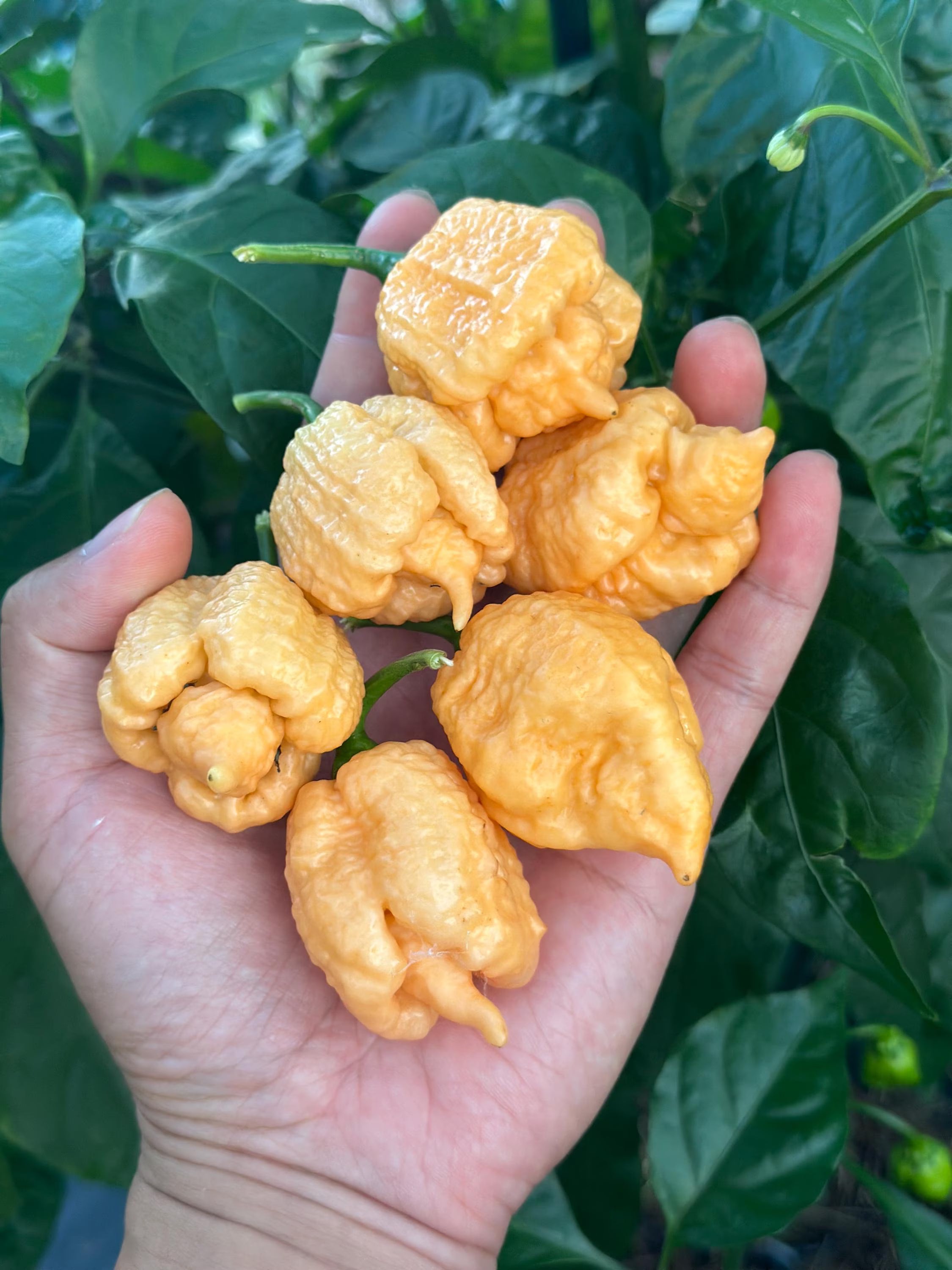 Brain Strain Peach Pepper Seeds