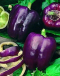 Purple Beauty Sweet Bell Pepper Pepper Seeds Pack - Non-GMO Organic Sweet Bell Pepper Seeds, Great gift for gardeners!