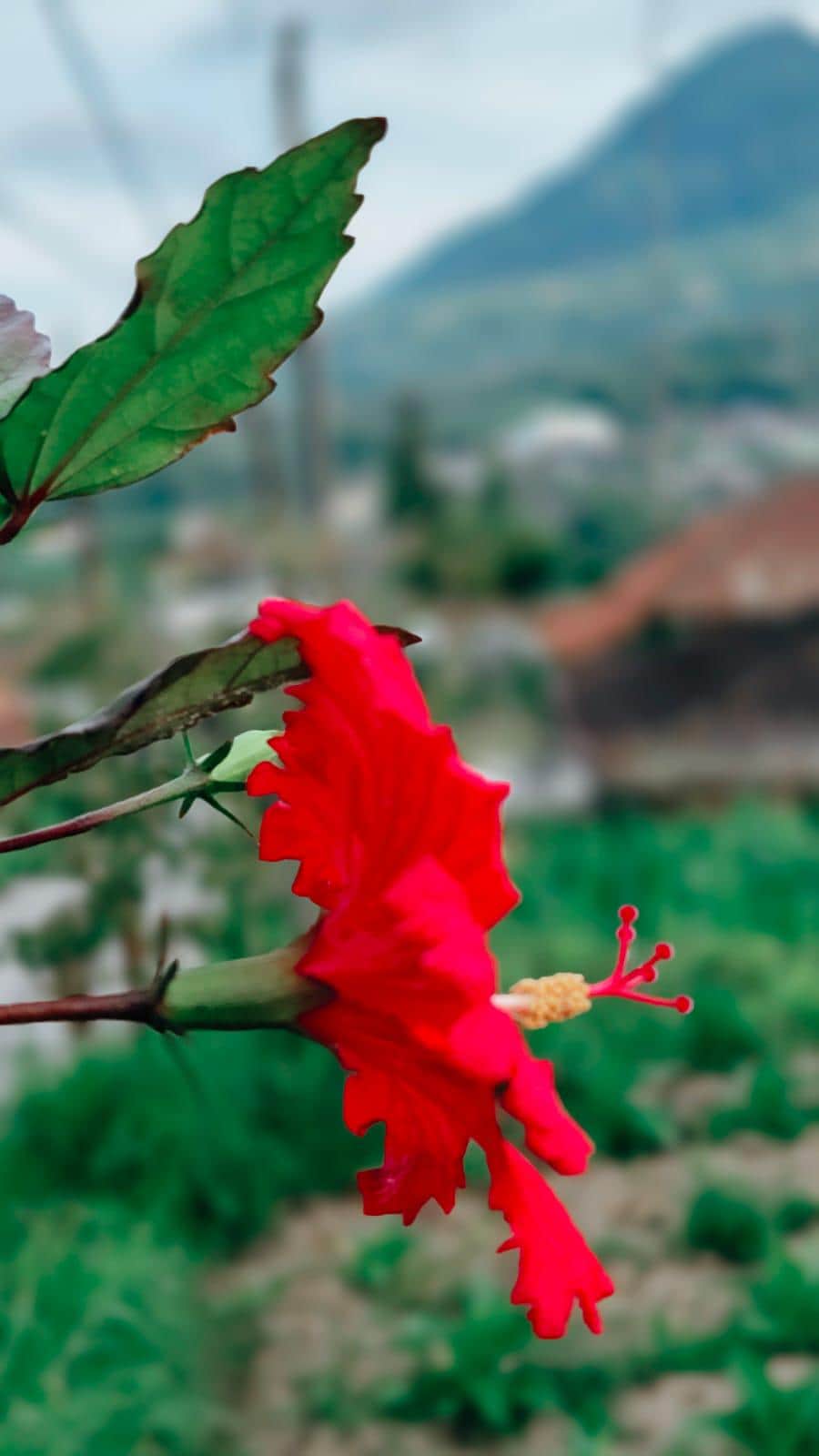 Red Luna Hibiscus Moscheutos Flower Small Bush 10 Seeds