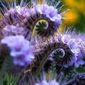 Lacy phacelia (Phacelia tanacetifolia) 100+ seeds. Annual seeds(1/4 Oz. ~3)