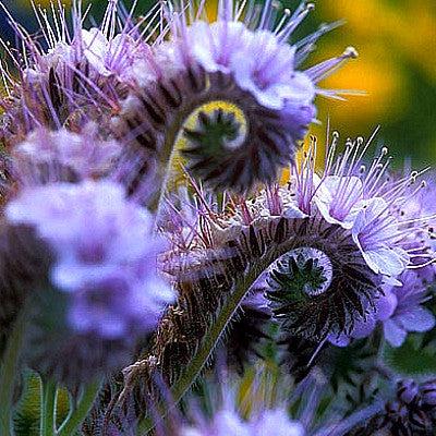 Lacy phacelia (Phacelia tanacetifolia) 100+ seeds. Annual seeds(1/4 Oz. ~3)