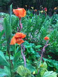 3 orange canna lily bulbs/rhizomes