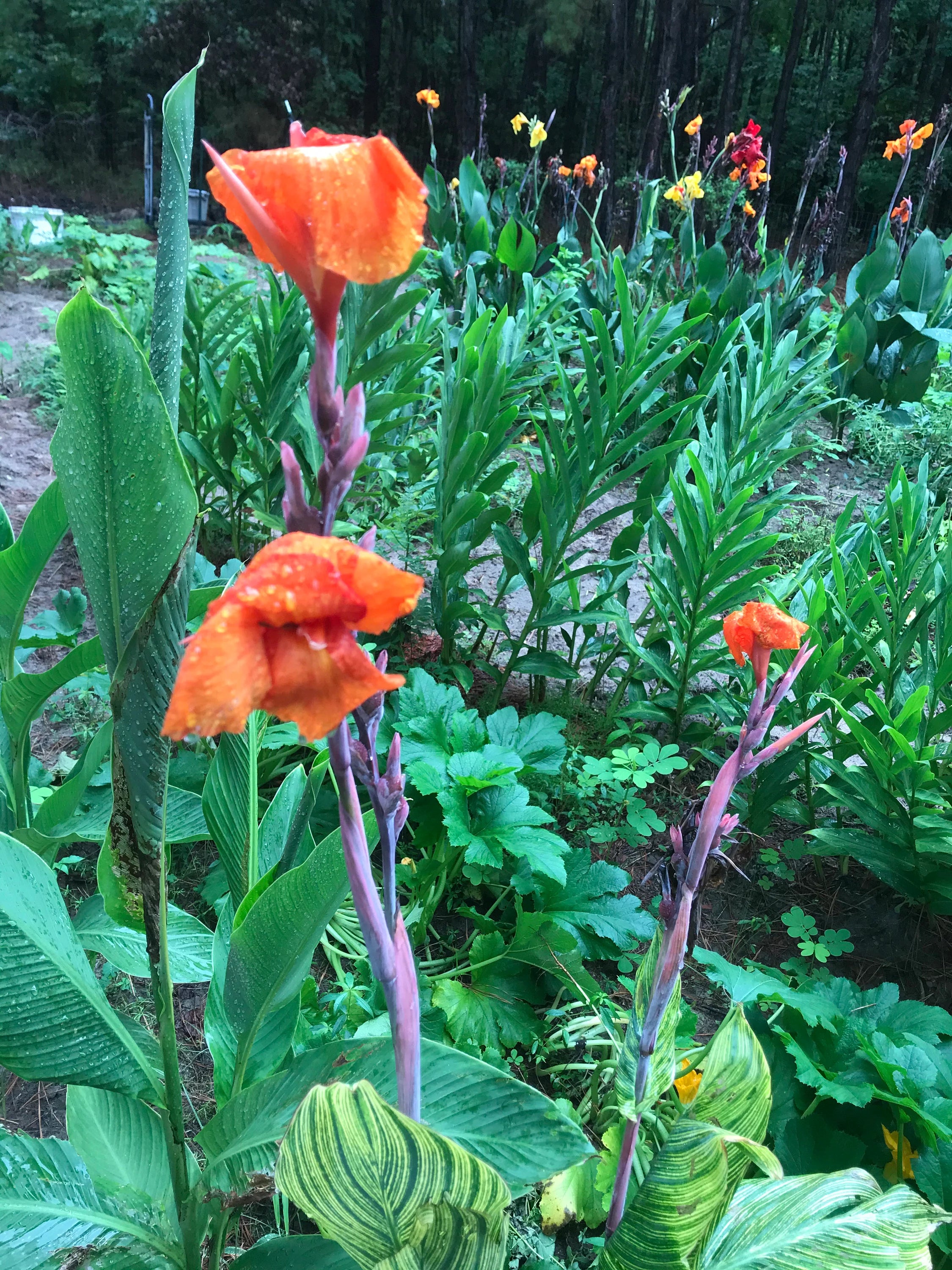 3 orange canna lily bulbs/rhizomes