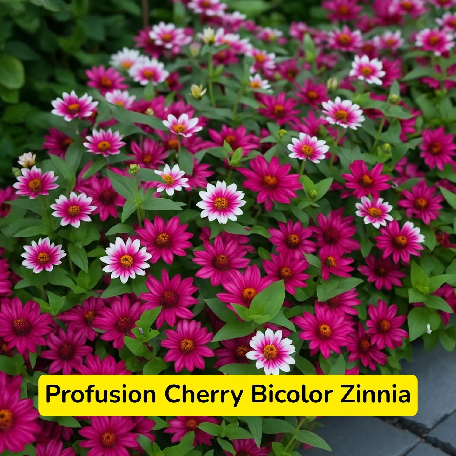 100 Profusion Cherry Bicolor Zinnia Seeds, Flowers Plant for Home Garden