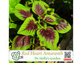 Red Heart Amaranth Seeds - Super Grain, Edible Leaves, Cut-and-Come-Again Green | 红心苋菜种子 - 长寿菜 超级谷物 营养爆表 割茬再生 | 200+ seeds
