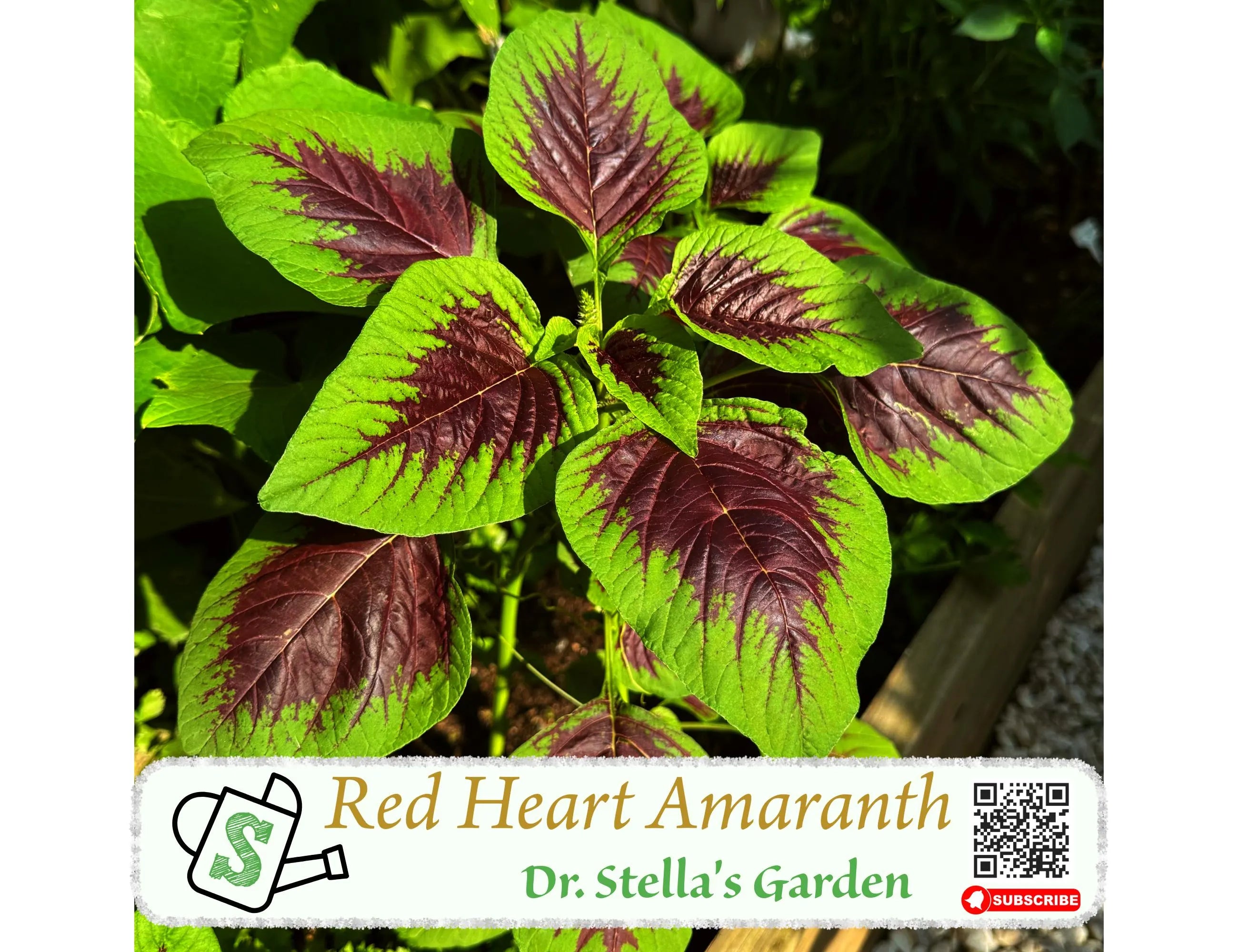 Red Heart Amaranth Seeds - Super Grain, Edible Leaves, Cut-and-Come-Again Green | 红心苋菜种子 - 长寿菜 超级谷物 营养爆表 割茬再生 | 200+ seeds
