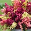 Celosia Pampas Plume x 50 seeds