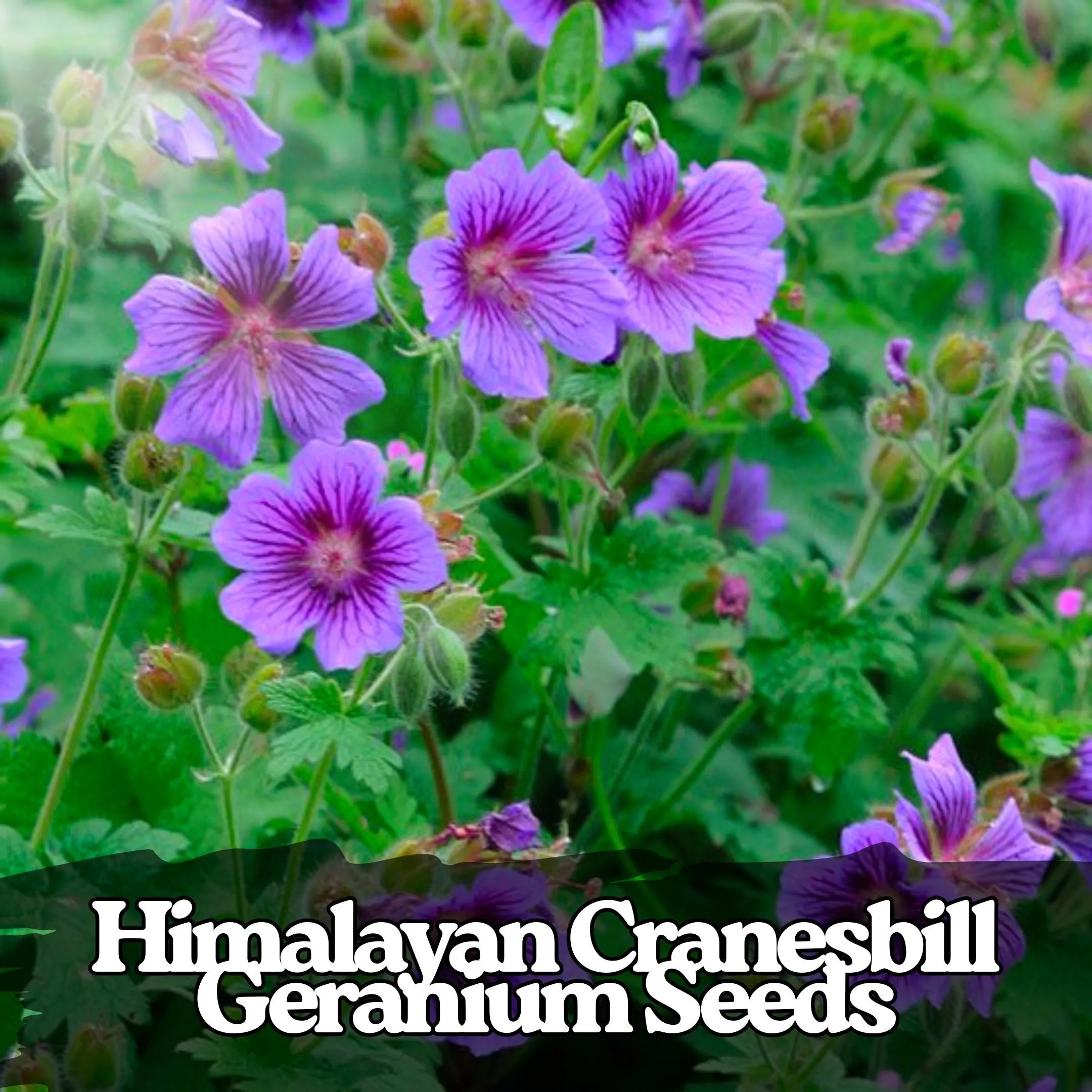 25 Himalayan Cranesbill Geranium Seeds: Hardy Purple Wildflower