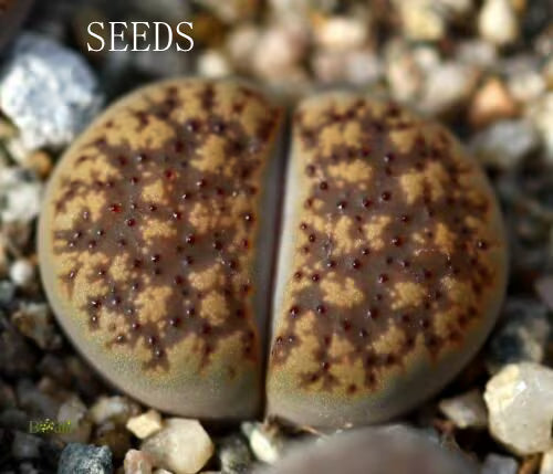 SEEDS - Lithops verruculosa C200B 20seeds