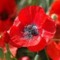 Red Shirley Poppy Flower Seeds