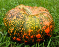 Rare Ugly Duckling Pumpkin Seeds, Organic, Non GMO, 10ct