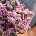 Statice Seeds Limonium sinuatum Full Sun Annual Butterfly Garden Flower(20 Seeds)