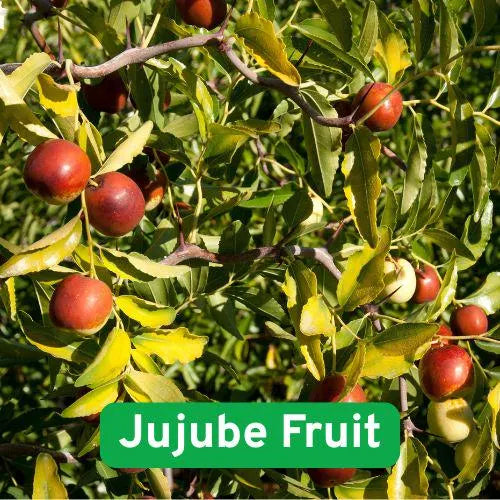 10 Jujube Tree Seeds: Chinese Date, Indian Plum Superfruit