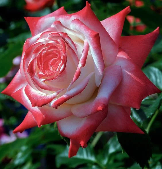 3/15/30 Seeds | White Pink Hybrid Tea Rose Seeds - Perennial - Authentic Seeds - Mix Seeds - Late Winter to Early Spring Planting Time(3 Seeds)