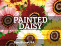 Painted Daisy Seeds | Chrysanthemum Carinatum | Non-GMO | Flower Seeds | Seed Store | 1179(100 Seeds)