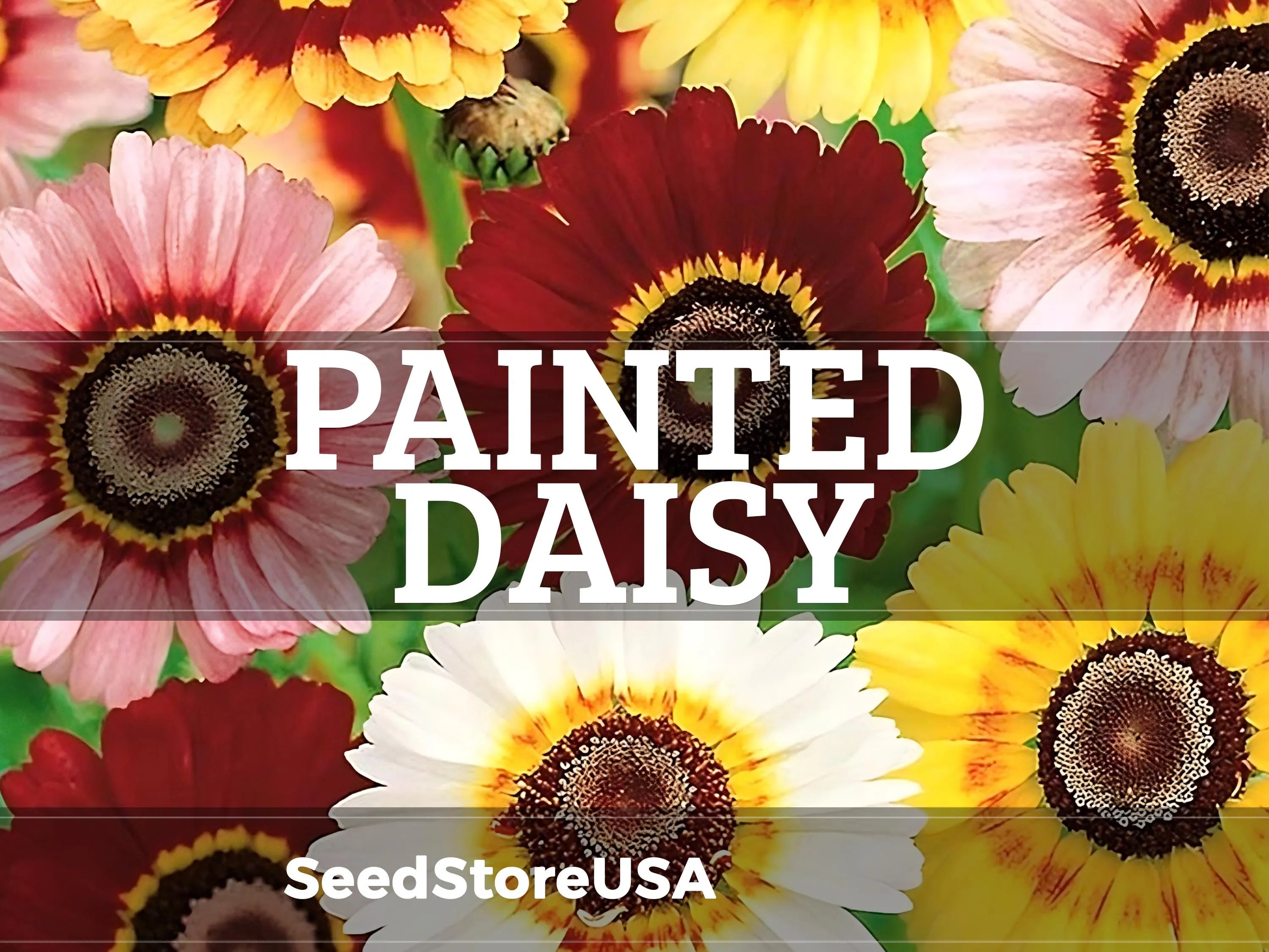 Painted Daisy Seeds | Chrysanthemum Carinatum | Non-GMO | Flower Seeds | Seed Store | 1179(100 Seeds)