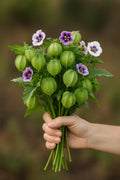 Apple of Peru Seeds: Rare Flowering Annual, Pollinator Magnet (100 Seeds)
