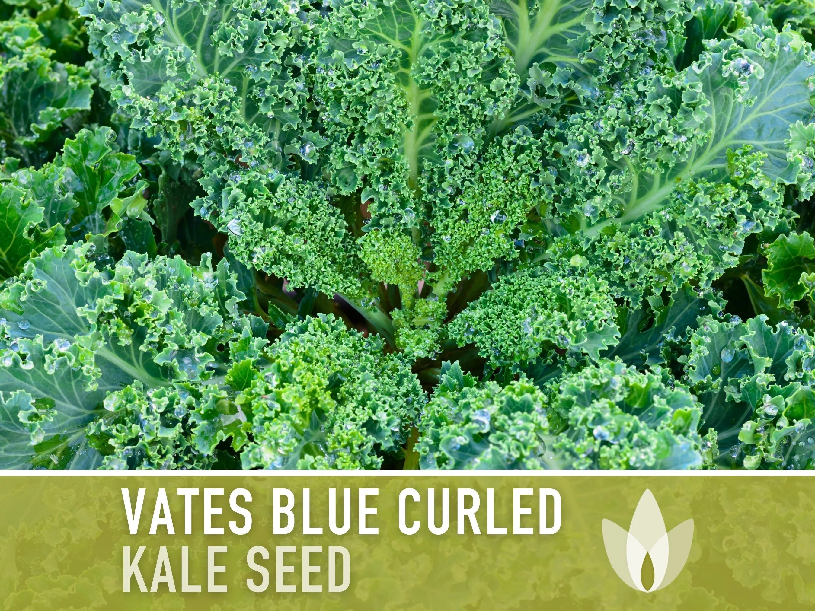 Vates Blue Curled Kale Heirloom Seeds