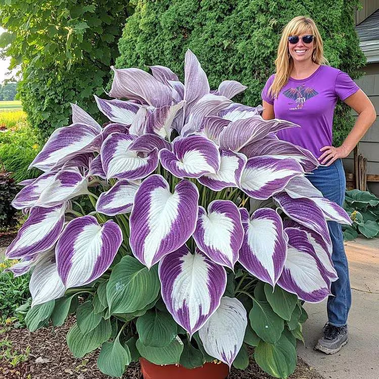 20 Hosta lilac seeds Rare color white purple Green flower plant lawn coleus