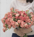 Dianthus Seeds #39;Orange Sherbet#39; | Fragrant Blooms | Perennial Cottage Garden Flower | Pollinator-Friendly(50 Seeds)