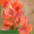 50 Blue Vein Sweet Pea Seeds, Fragrant Climbing Garden Flowers