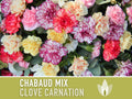 Carnation, Clove Chabaud Mix Flower Seeds - Heirloom Seeds, Cut Flower, Cottage Garden, Flower Bouquet, Rainbow Flowers, Open Pollinated