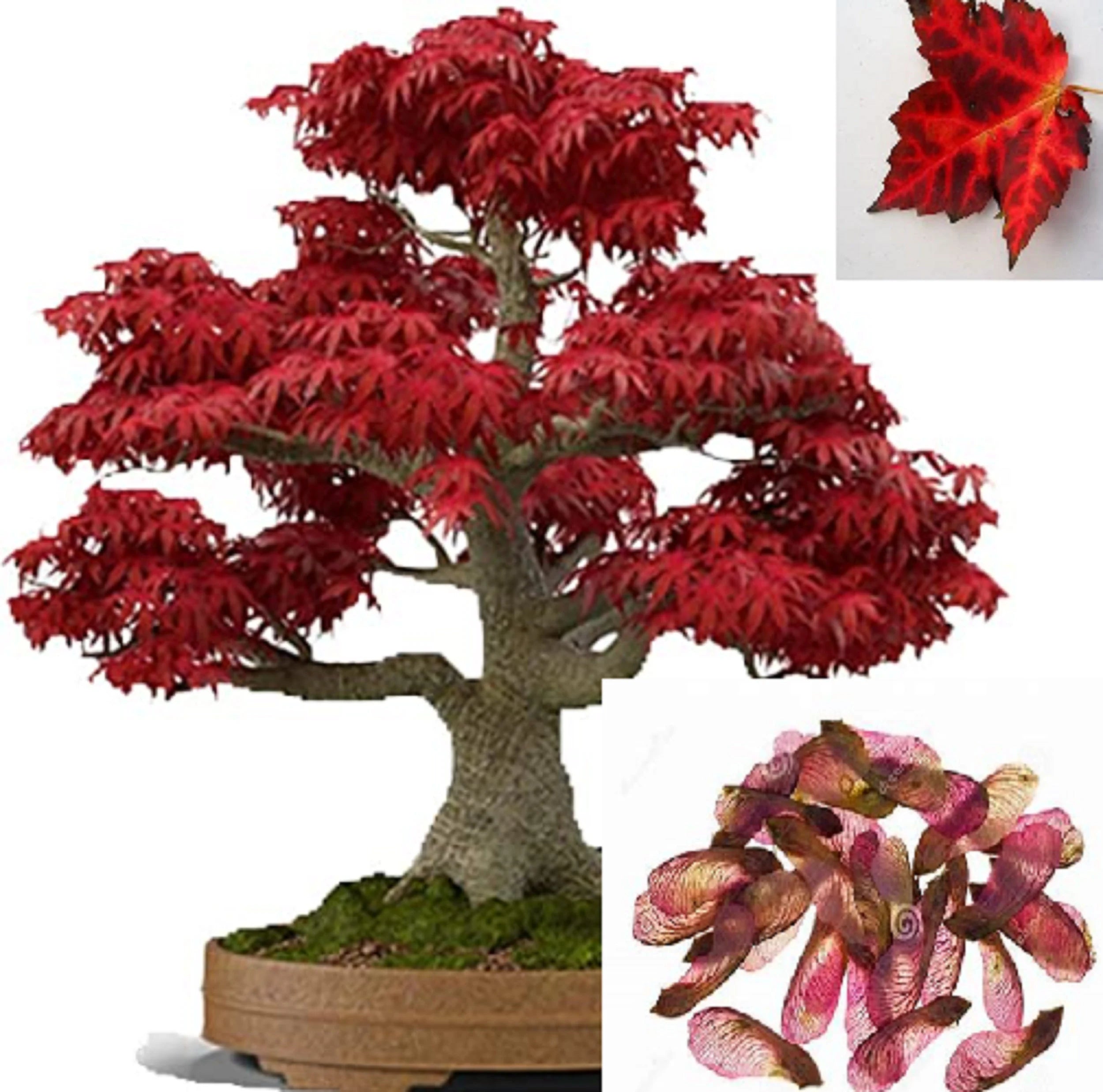 RARE Bonsai Japanese Red Mapple tree) 2, 10 ,20 or 40 SEEDS)- Air Purifier -Combined shipping discount - Indoors or outdoors -USA(10 seeds)