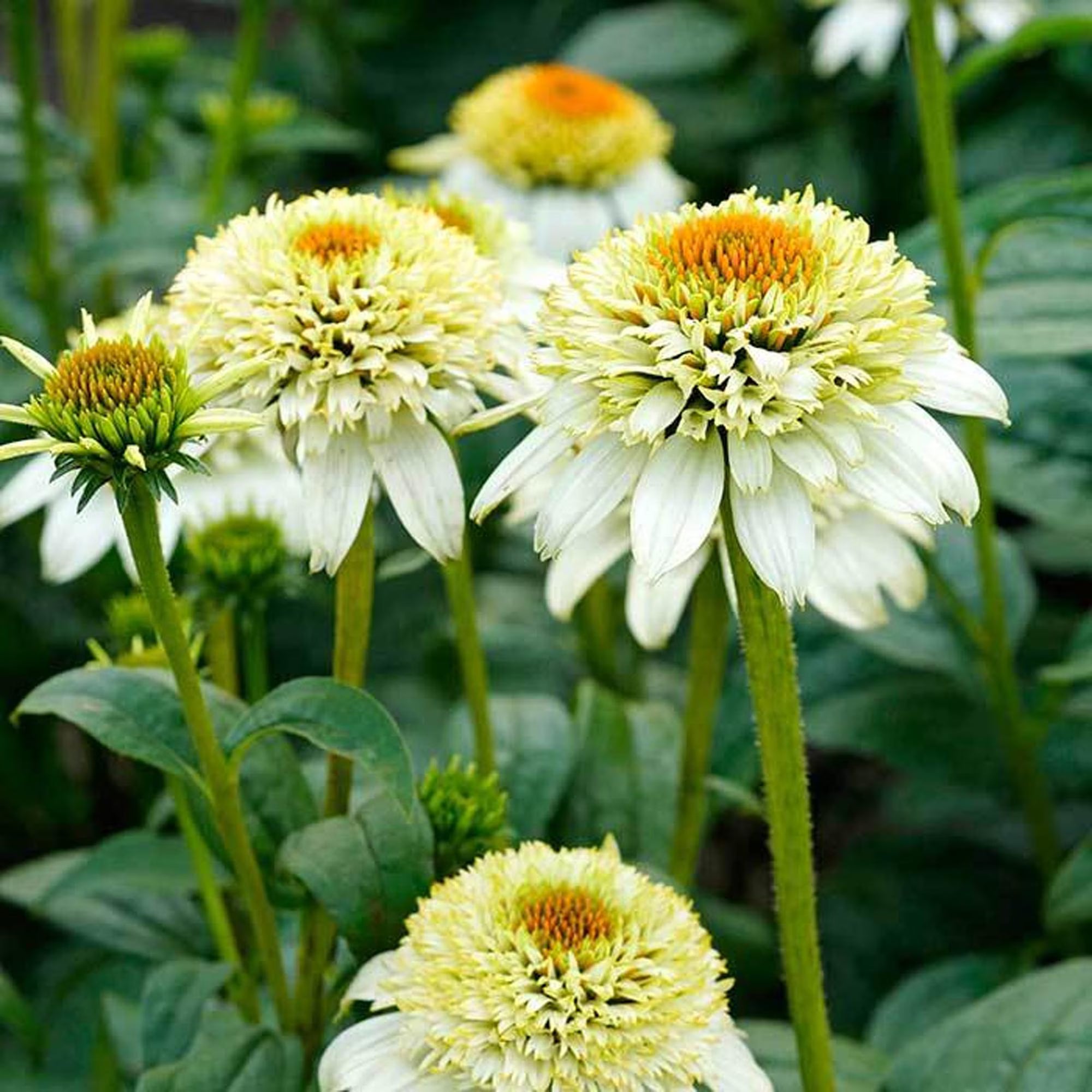 50 Milkshake Coneflower Seeds | Creamy White Double Echinacea, Hardy Perennial Pollinator Flower for Cottage Gardens, Borders  Bouquets