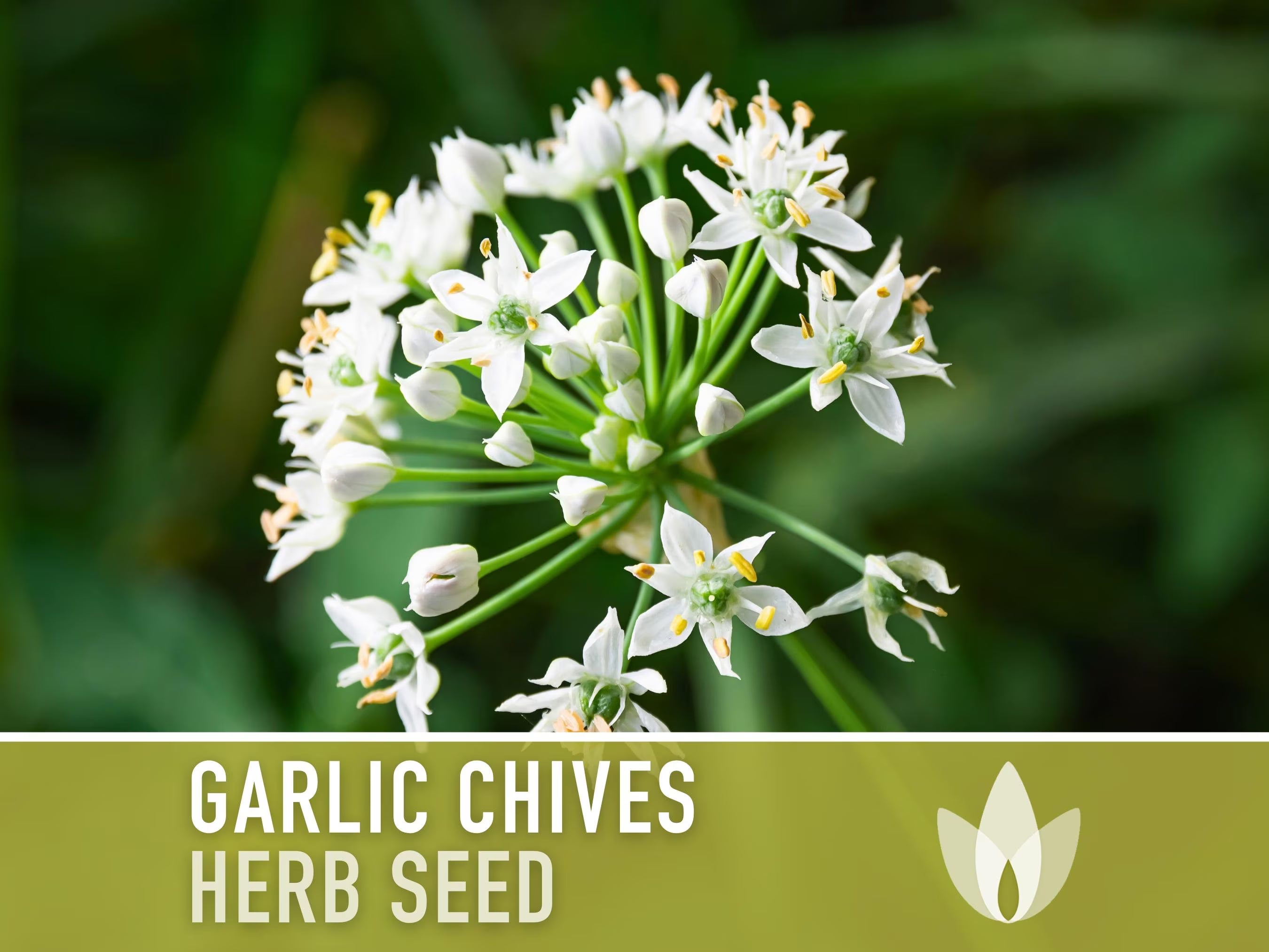 Garlic Chives Herb Seeds - Oriental Garlic, Chinese Leek, Ku Chai, Asian Garlic, Medicinal Herb, Heirloom Seeds, Non-GMO