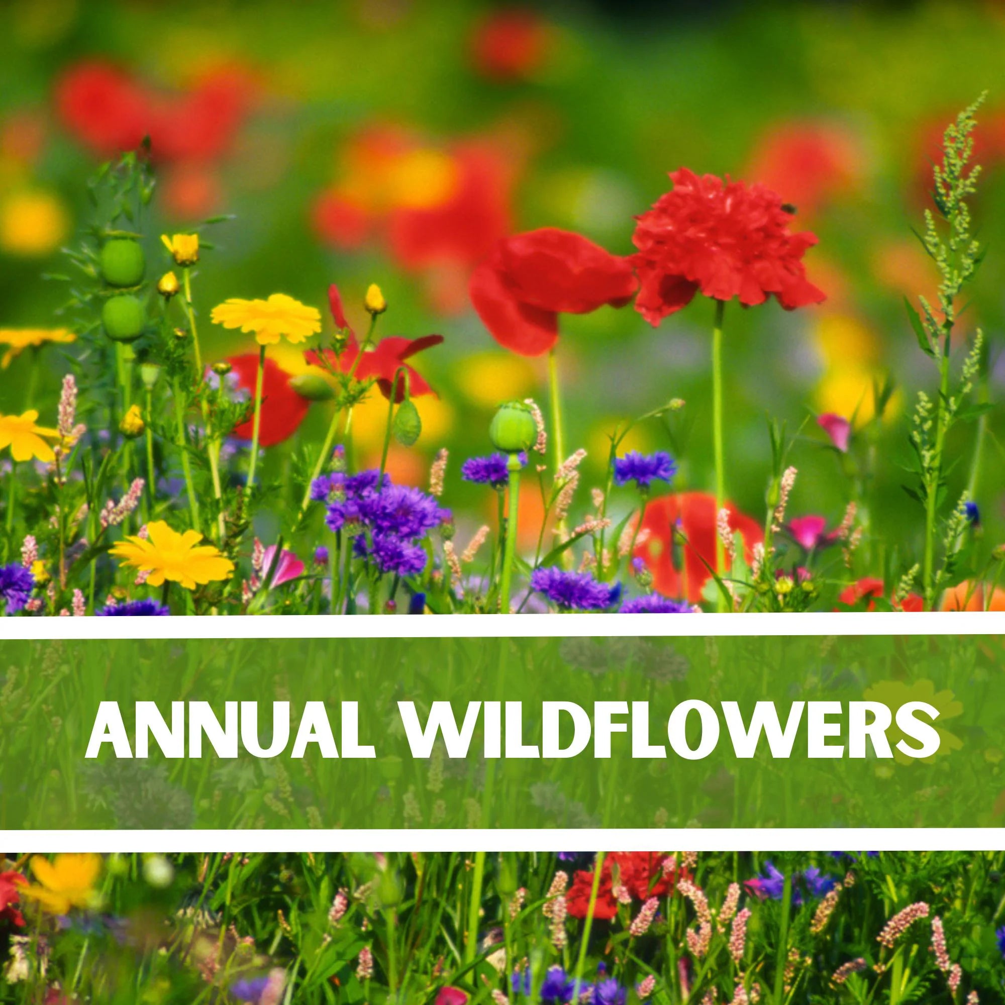 Annual Wildflower Seeds: (200+ Seeds)