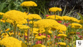 Golden Yarrow Seeds  NON-GMO Heirloom | Perennial Wildflower Seeds | Easy Grow Garden Flowers | Pollinator Friendly Yellow Blooms