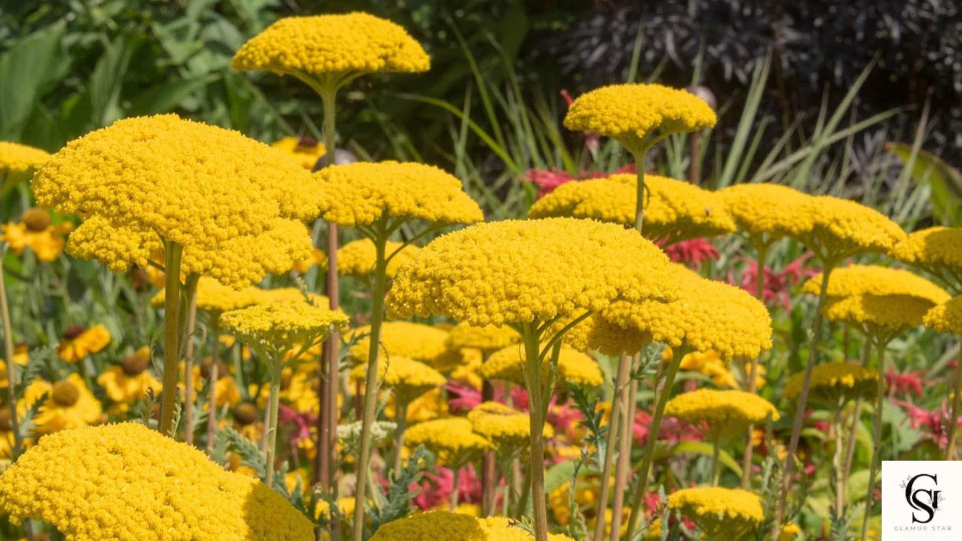 Golden Yarrow Seeds  NON-GMO Heirloom | Perennial Wildflower Seeds | Easy Grow Garden Flowers | Pollinator Friendly Yellow Blooms