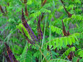 FALSE INDIGO Seeds *Free Shipping!* Fresh  Organic Amorpha fruticosa Seeds | Purple Outdoor Flower Seeds for Planting | Desert Indigobush(50 Seeds)