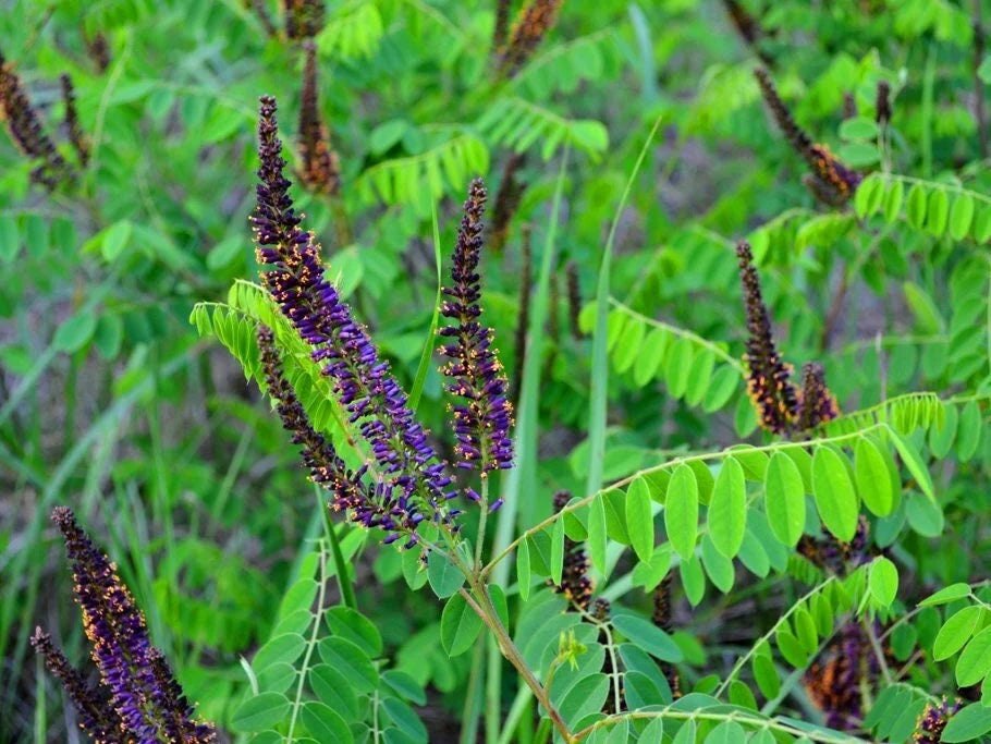 FALSE INDIGO Seeds *Free Shipping!* Fresh  Organic Amorpha fruticosa Seeds | Purple Outdoor Flower Seeds for Planting | Desert Indigobush(50 Seeds)