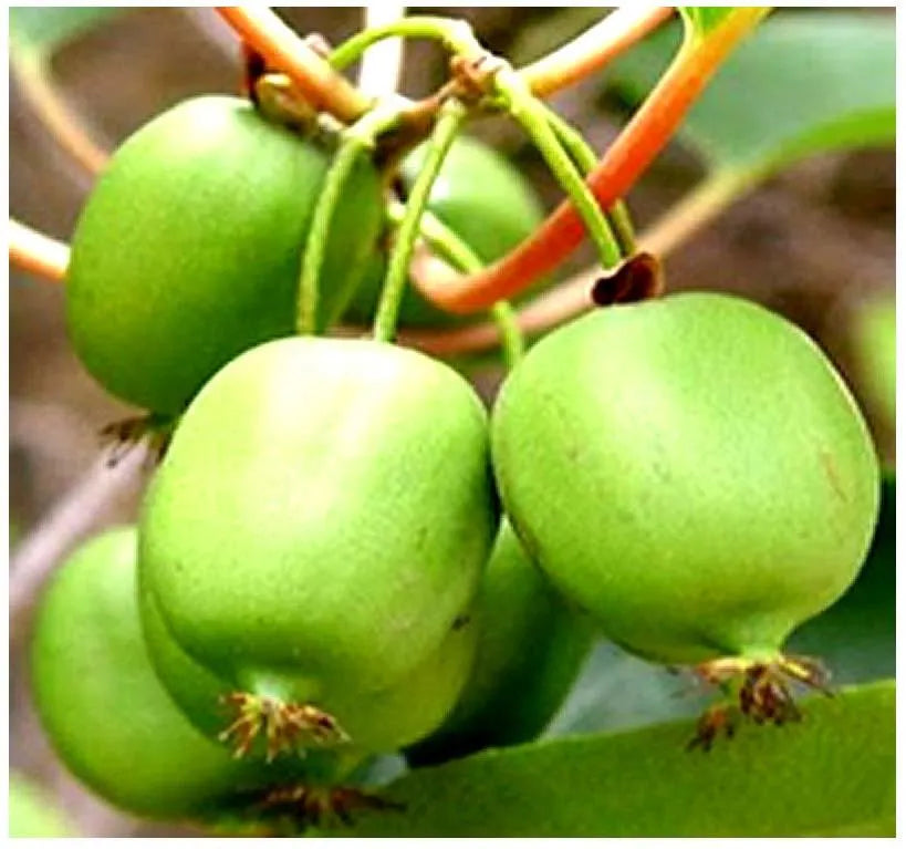 Actinidia arguta (Hardy Kiwi) Fruit Seeds, Small, Grape-Sized Fruits, Hardy and Tolerant, Garden-Friendly Vine, Vigorous Climbing Vine(Trial Size ~350 Seed)