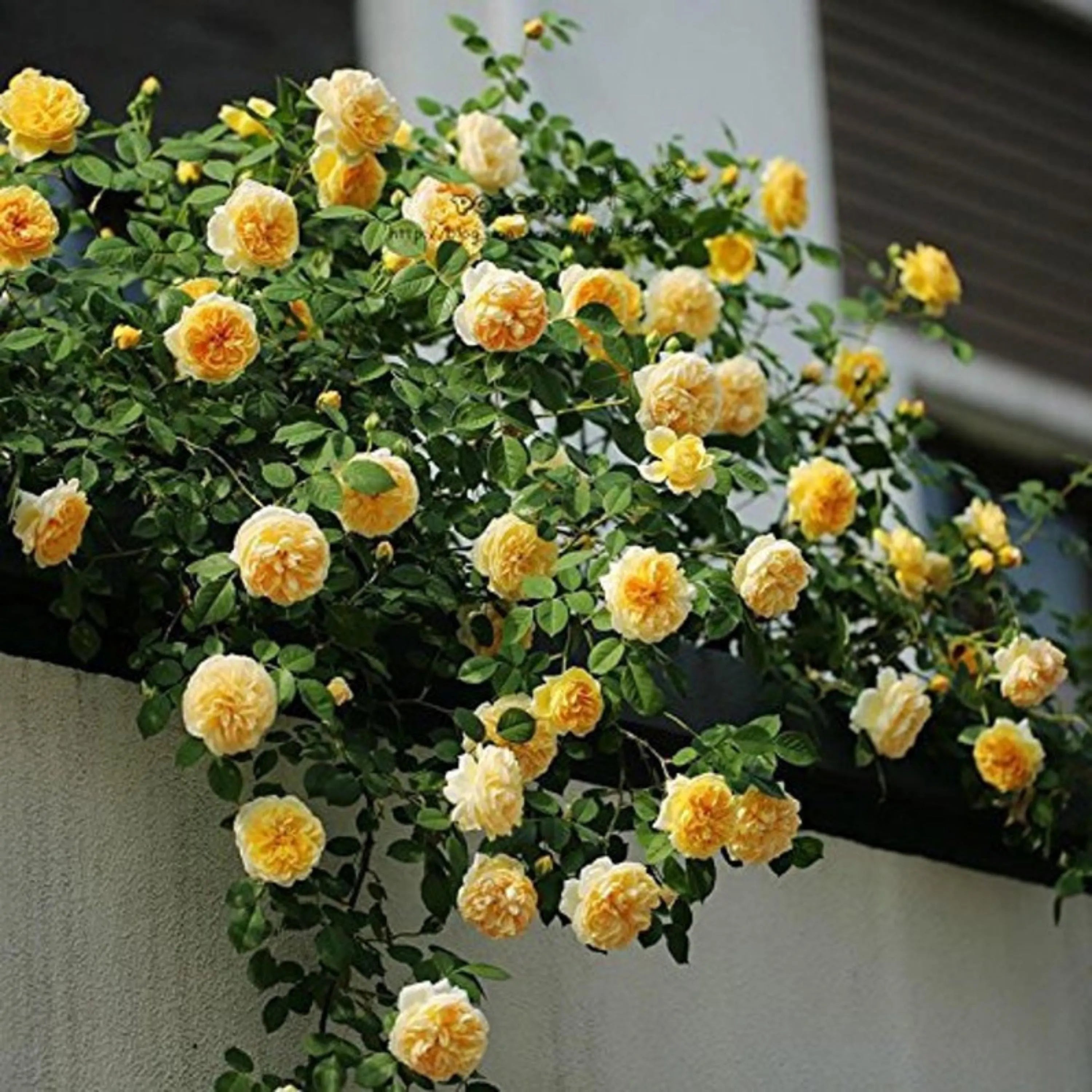 20/100/200+ Seeds| Yellow Climbing Rose Seeds - Flower Garden - Cold Resistant - Open-Pollinating - Perennial - Bloom in Spring/ Summer/ Fall(20 Seeds)