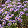 Aster oblongifolius (Aromatic Aster) 50 Flower Seeds