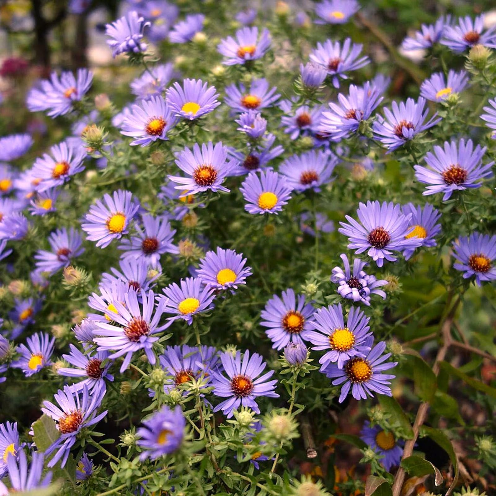 Aster oblongifolius (Aromatic Aster) 50 Flower Seeds