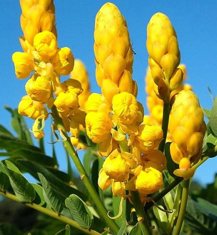 Candlestick Cassia Senna Alata