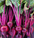 Organic Early Wonder Red Heirloom Beets Superior Quality and Flavor