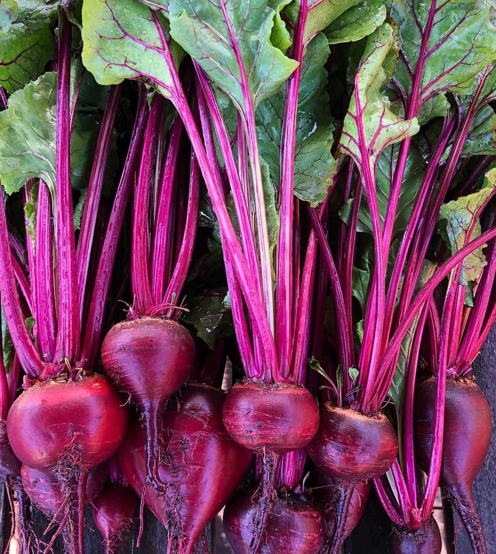 Organic Early Wonder Red Heirloom Beets Superior Quality and Flavor