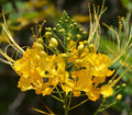 10x Yellow Flamboyan Seeds: Rare Peacock Flower, Exotic Bird of Paradise Tree